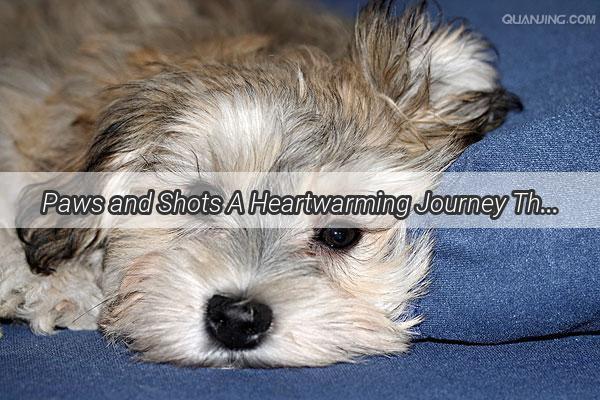 Paws and Shots A Heartwarming Journey Through Your Dogs Vaccination Adventure